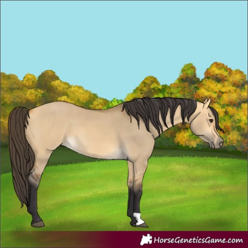 Horse Color:Buckskin Dun 