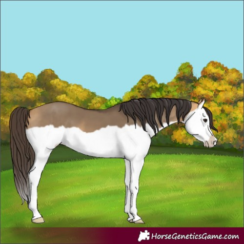 Horse Color:Buckskin Dun Splash Frame 