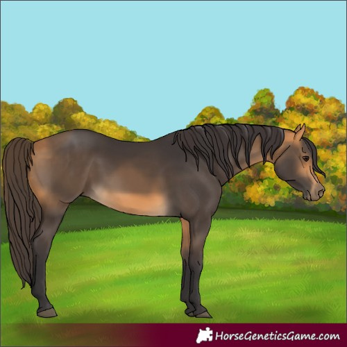Horse Color:Buckskin 