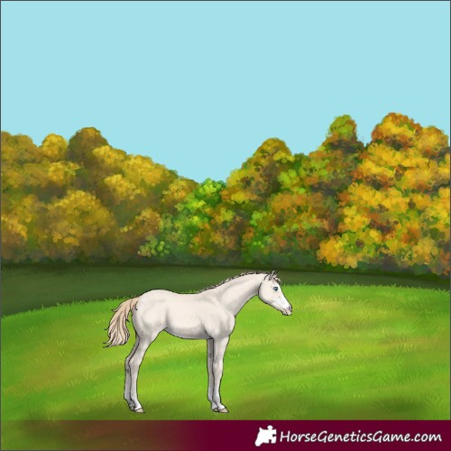 Horse Color:Perlino Dun 
