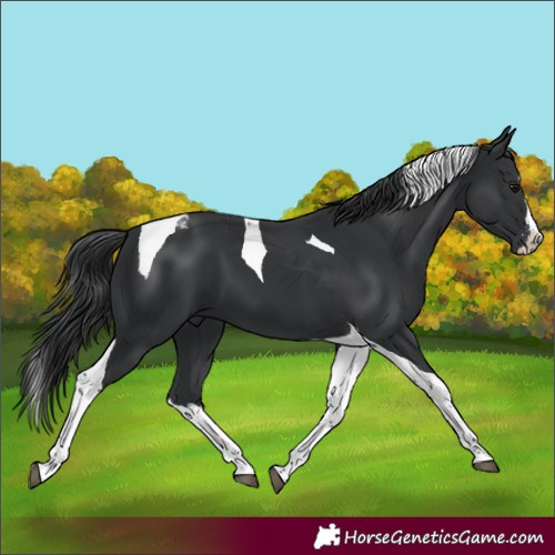 Horse Color:Black Sabino Splash Tobiano 