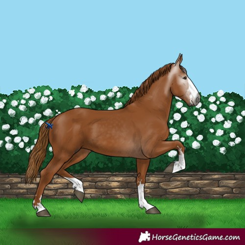 Horse Color:Gray Chestnut 