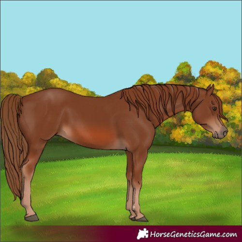 Horse Color:Chestnut 