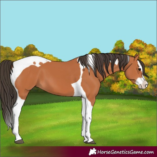 Horse Color:Bay Splash Tobiano 