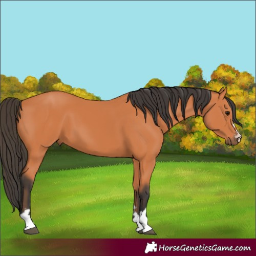 Horse Color:Bay 
