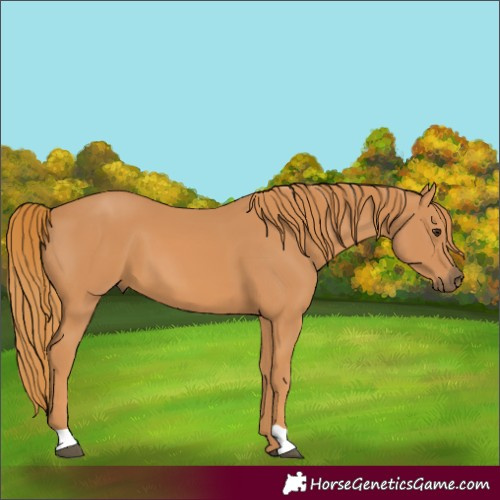 Horse Color:Chestnut 