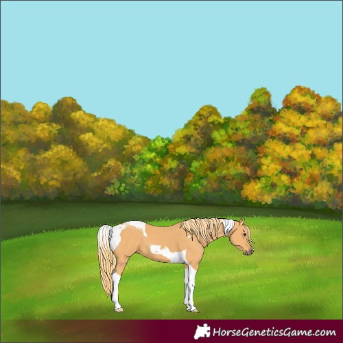 Horse Color:Chestnut Tobiano 