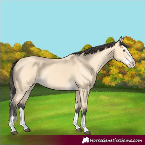 Horse Color:Buckskin Dun Splash