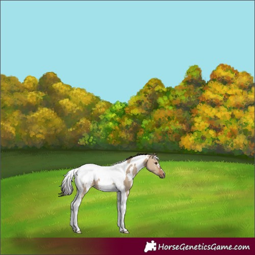 Horse Color:White Spotted Bay Dun Tobiano 