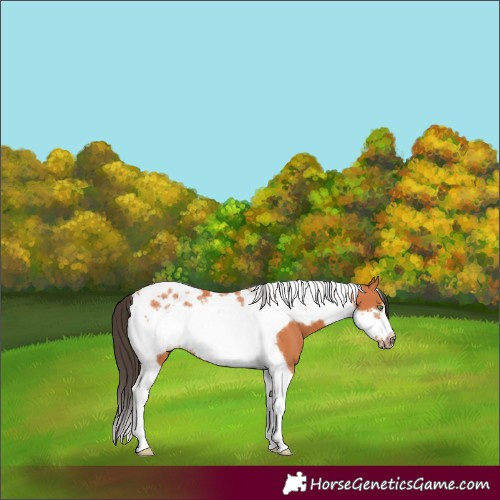 Horse Color:Bay Tobiano Frame