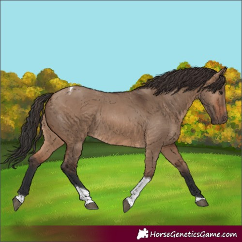 Horse Color:Brown Dun Tobiano Rabicano