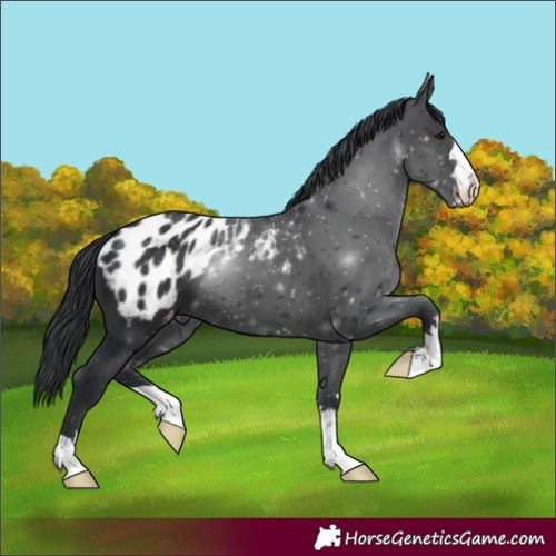 Horse Color:Black Blanket 