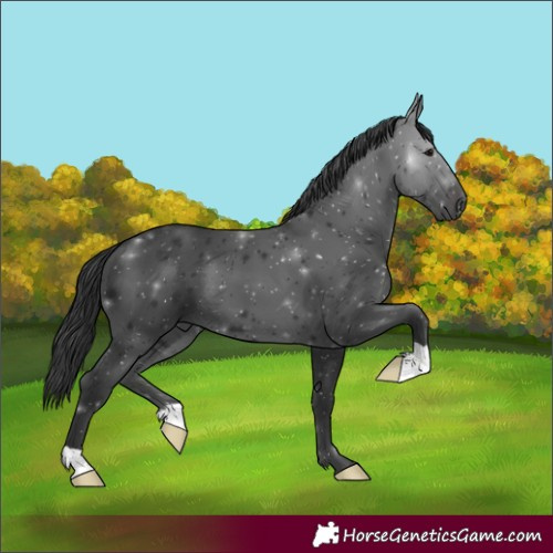 Horse Color:Black 