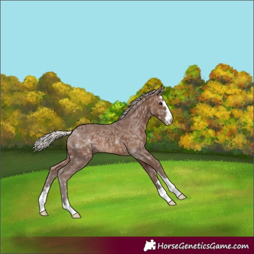 Horse Color:Silver Black Ice 