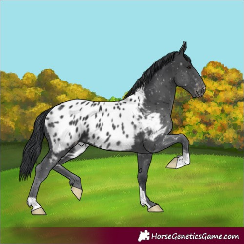 Horse Color:Black Near Leopard 