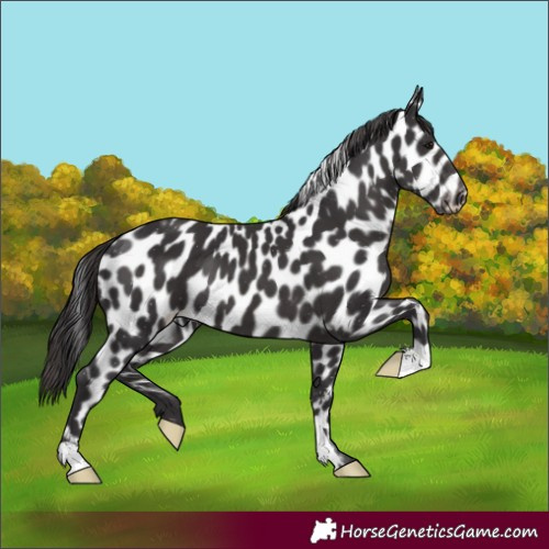 Horse Color:Smoky Black Leopard 