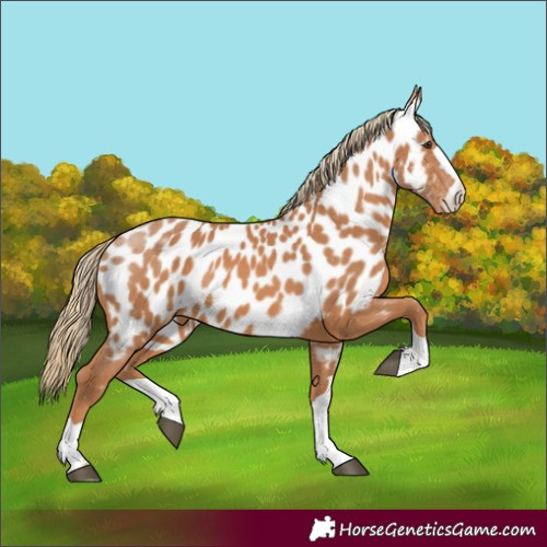 Horse Color:Chestnut Near Leopard 