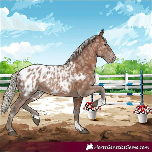 Horse Color:Silver Black Ice Near Leopard 