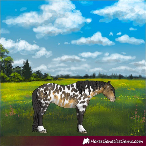 Horse Color:Buckskin Mushroom Near Leopard