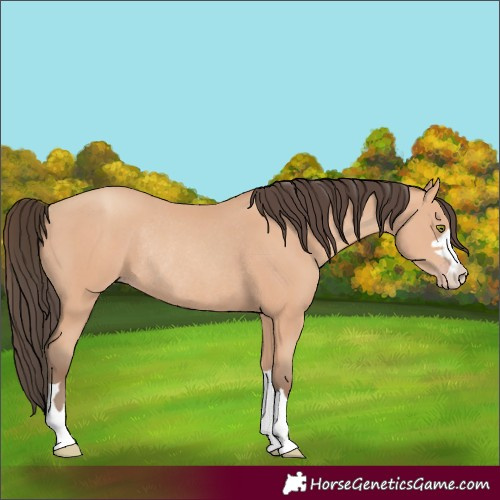Horse Color:Amber Champagne Rabicano
