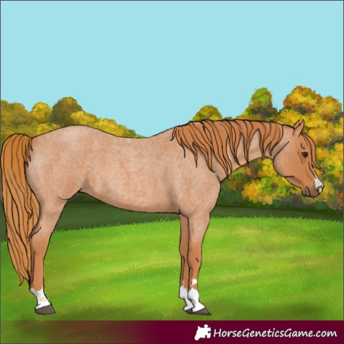 Horse Color:Red Roan
