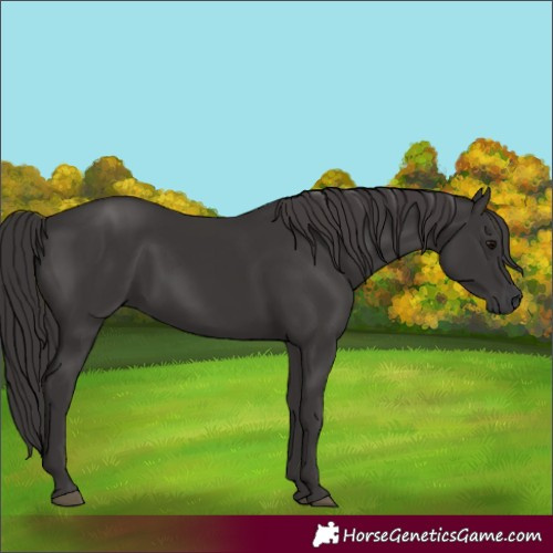 Horse Color:Smoky Black