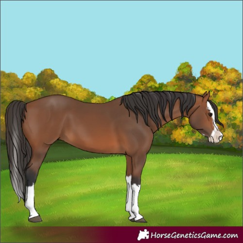 Horse Color:Bay Splash 