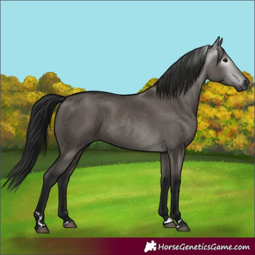 Horse Color:Gray Grullo 