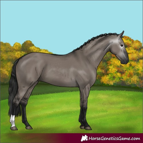 Horse Color:Gray Grullo