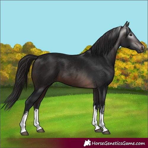 Horse Color:Gray White Spotted Bay