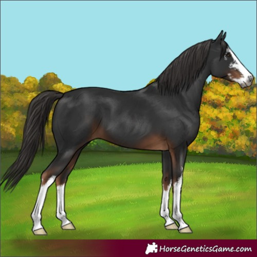 Horse Color:Gray White Spotted Liver Chestnut