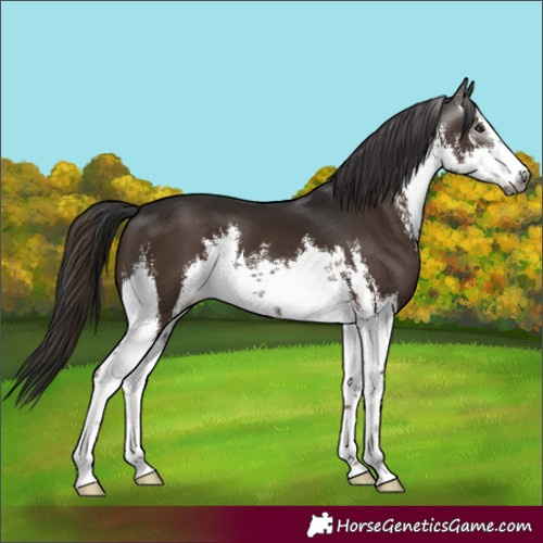 Horse Color:Gray White Spotted Liver Chestnut