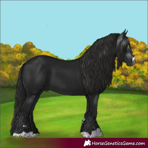 Horse Color:Gray Black 