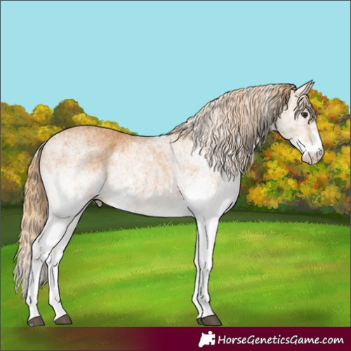 Horse Color:White Spotted Chestnut 