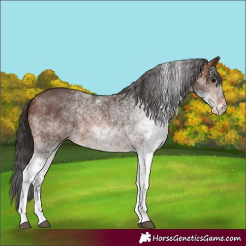 Horse Color:White Spotted Brown 