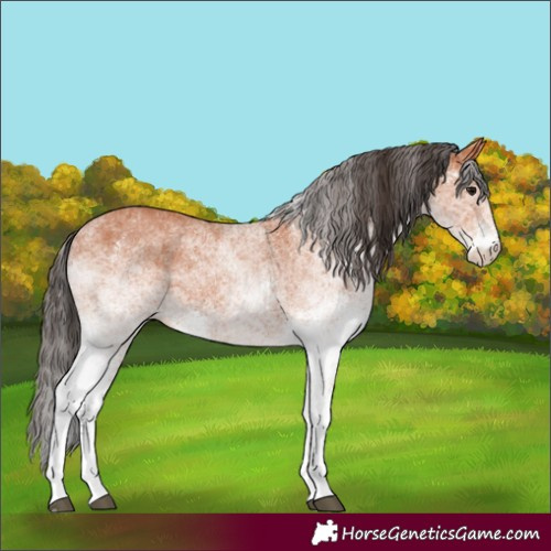 Horse Color:White Spotted Bay 