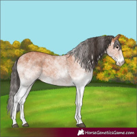 Horse Color:White Spotted Bay