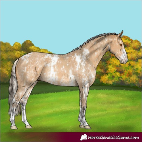 Horse Color:White Spotted Buckskin Dun Sabino  and White Spotted Palomino Sabino Rabicano 