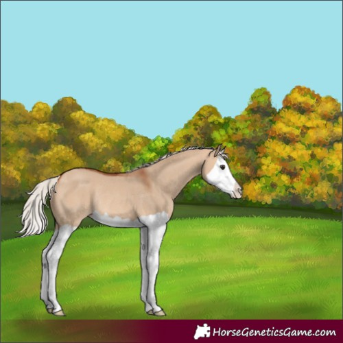 Horse Color:Silver Bay Dun Splash Rabicano 