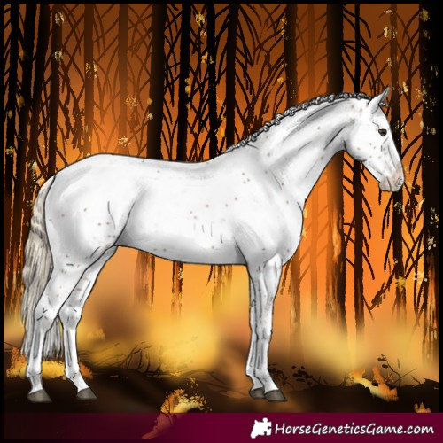 Horse Color:Chestnut Sabino