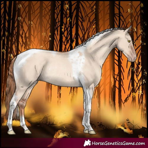 Horse Color:Gold Champagne Dun Tobiano Rabicano 