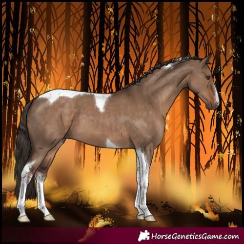 Horse Color:White Spotted Liver Red Dun Tobiano