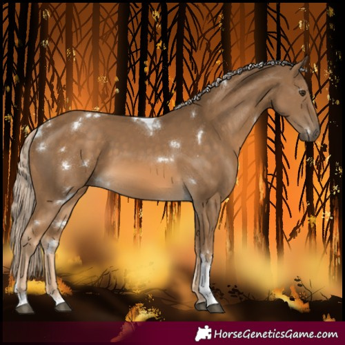 Horse Color:White Spotted Chocolate Palomino Tobiano 