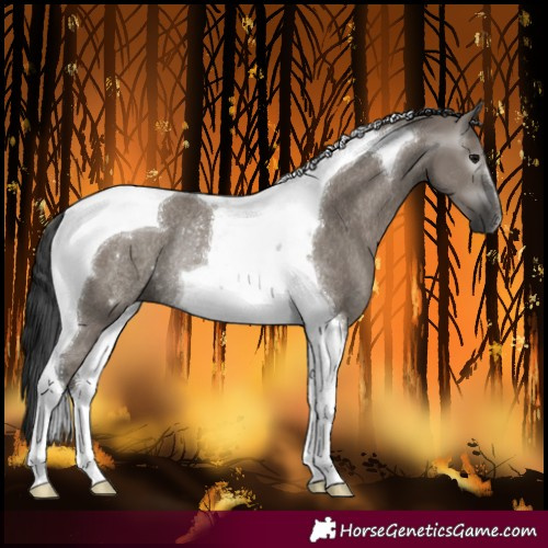 Horse Color:Gray Grullo Tobiano Rabicano