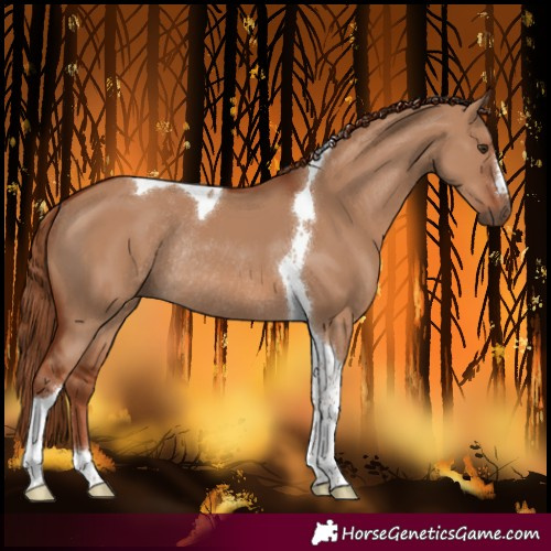 Horse Color:Red Dun Tobiano Rabicano