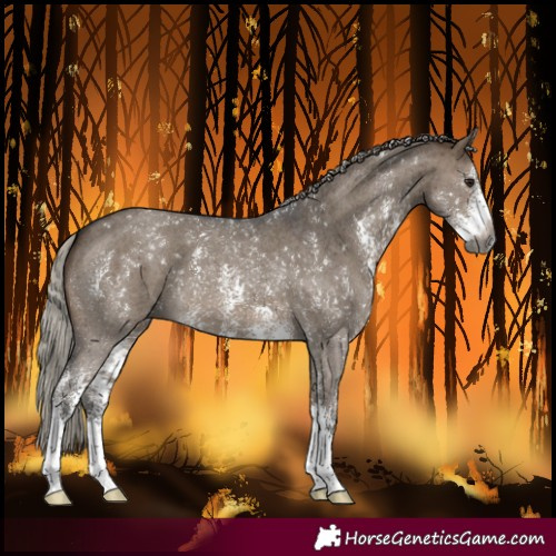 Horse Color:Gray Silver Brown Dun Sabino