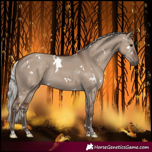 Horse Color:White Spotted Silver Grullo Rabicano