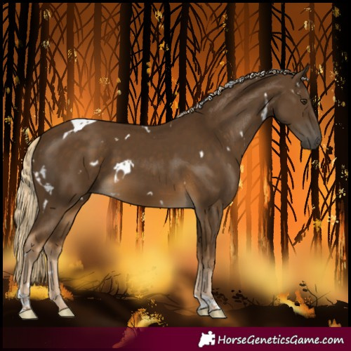 Horse Color:White Spotted Chocolate Palomino Tobiano