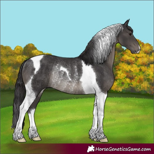 Horse Color:Smoky Black Tobiano Rabicano 