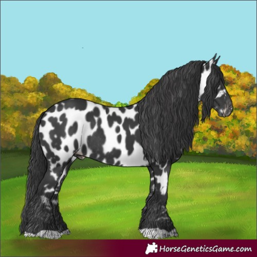 Horse Color:Black Leopard Rabicano 